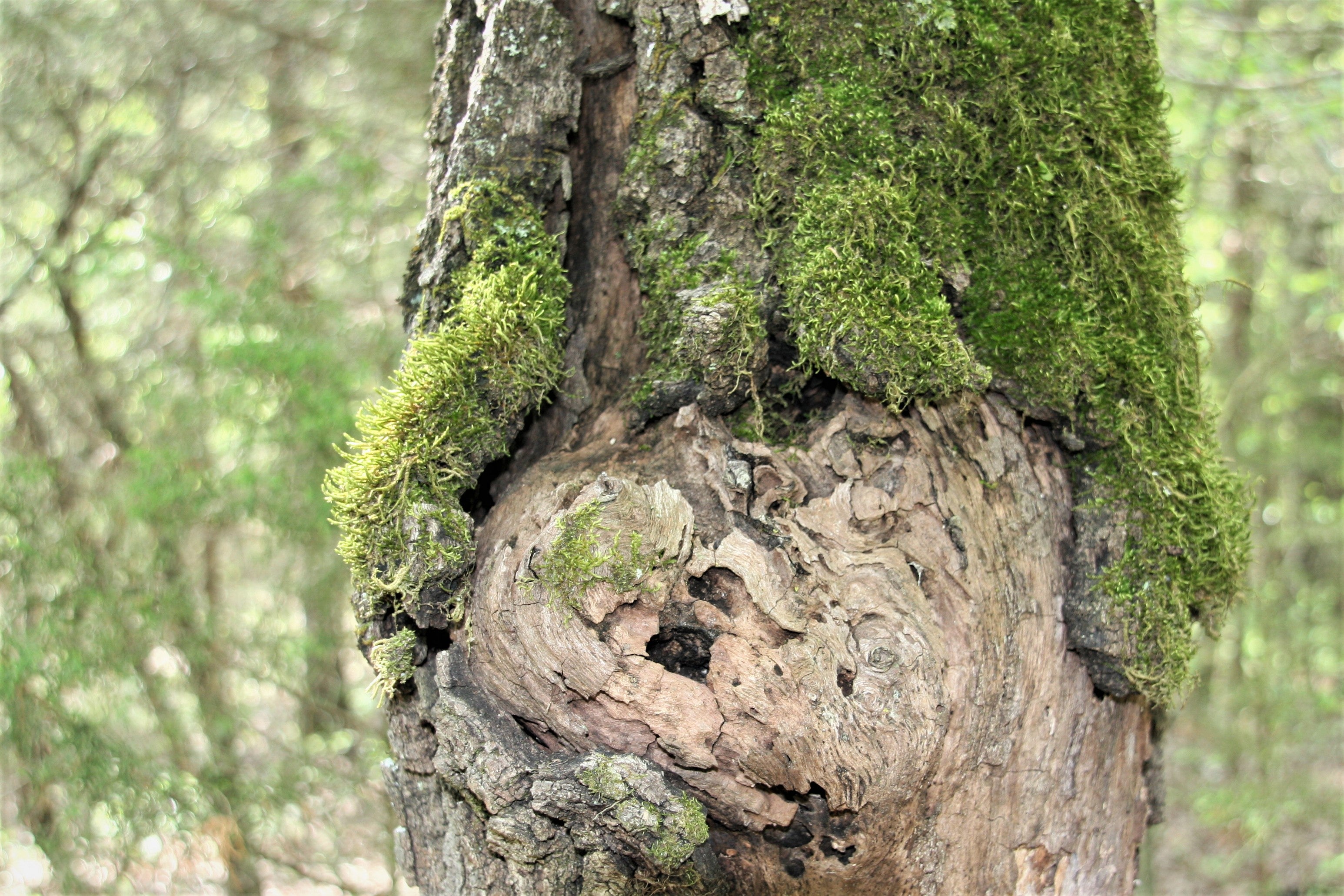 Large rounded growth near the base of a mature tree in a wooded area 